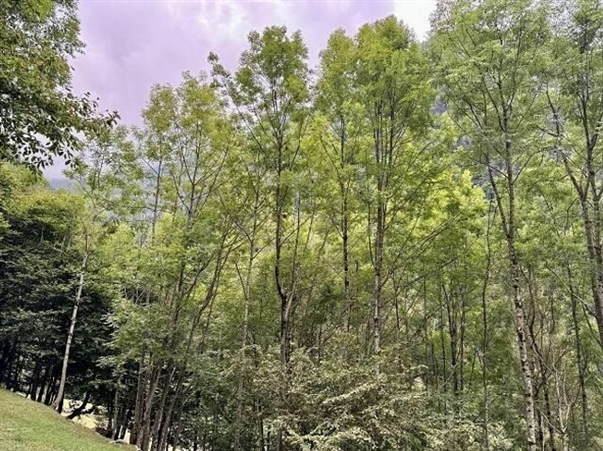 Rustico zum Ausbauen an sehr ruhiger, sonniger Aussichtslage / Rustico zu renovieren sehr ruhig und sonnig gelegen - 8