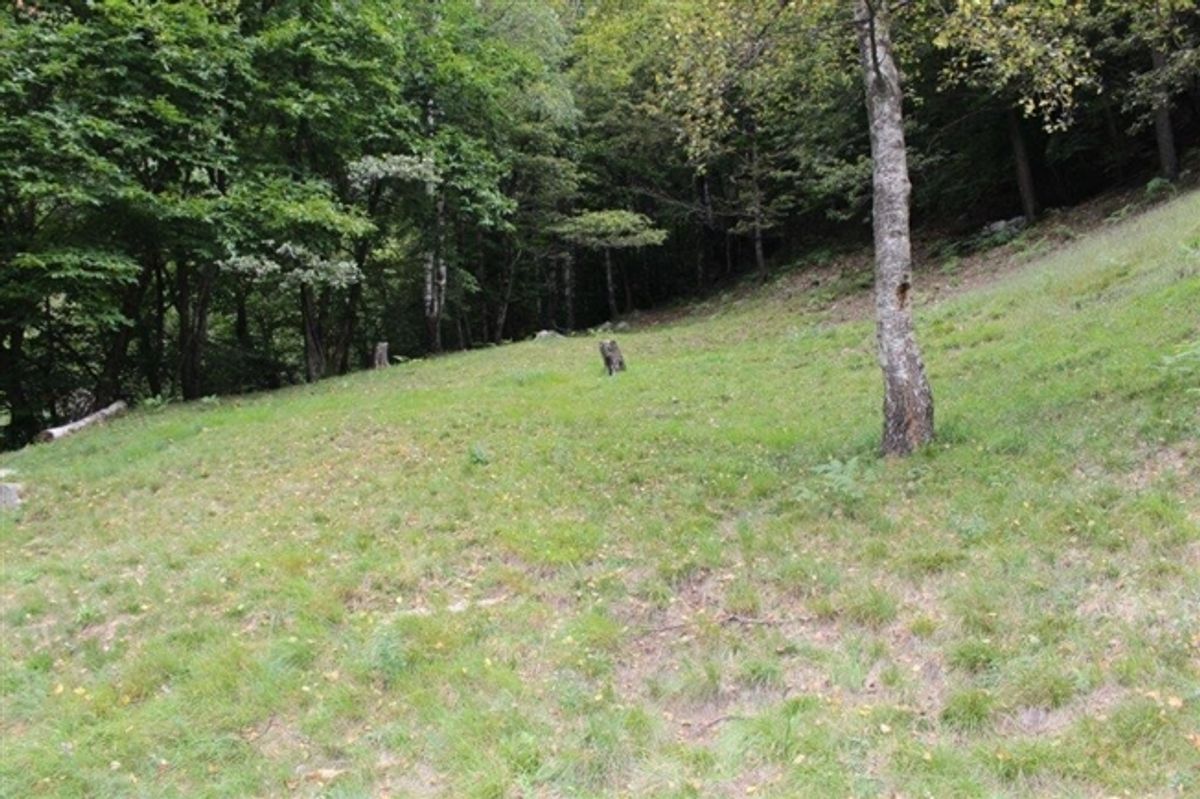 Rustico zum Ausbauen / Rustico zu renovieren - 8