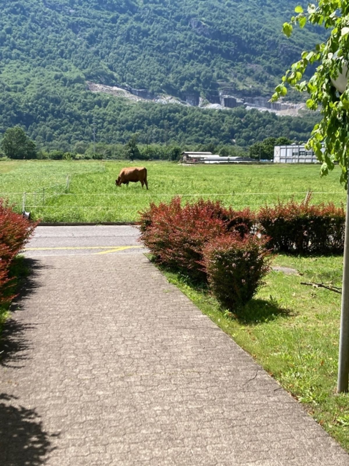 Vista natura e spazi luminosi la tua nuova casa a Biasca - 8