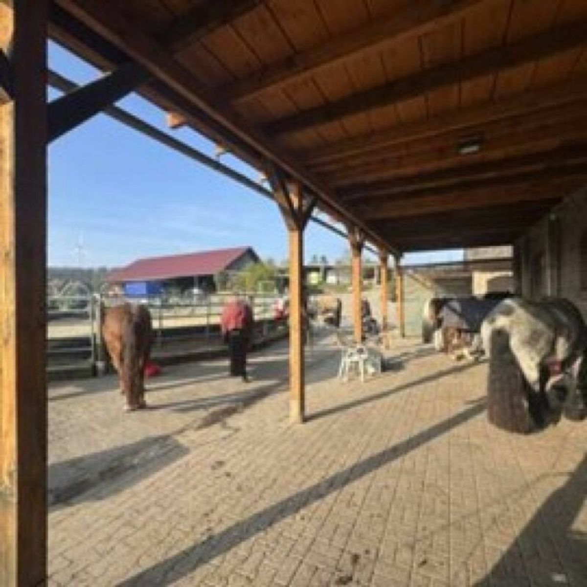 Reitsportimmobilie mit Wohnung/Einzelzimmer und Reitalle - 2