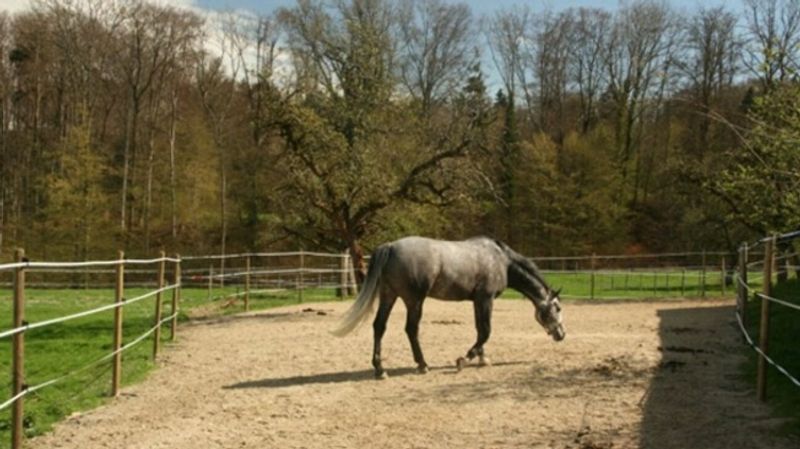 Reitsportimmobilie mit Wohnung/Einzelzimmer und Reitalle - 4