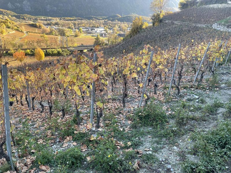 IN MITTEN MALERISCHER WEINBERGE - 3