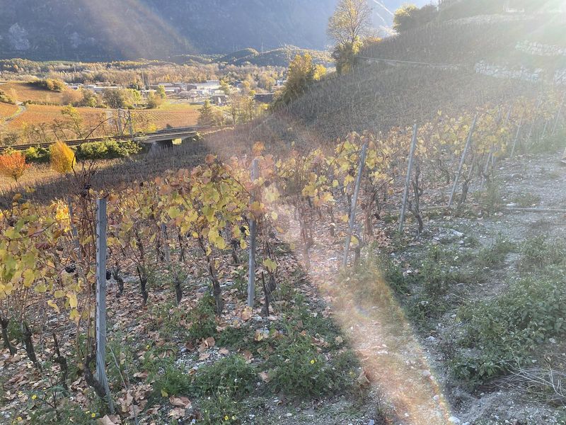 IN MITTEN MALERISCHER WEINBERGE - 2