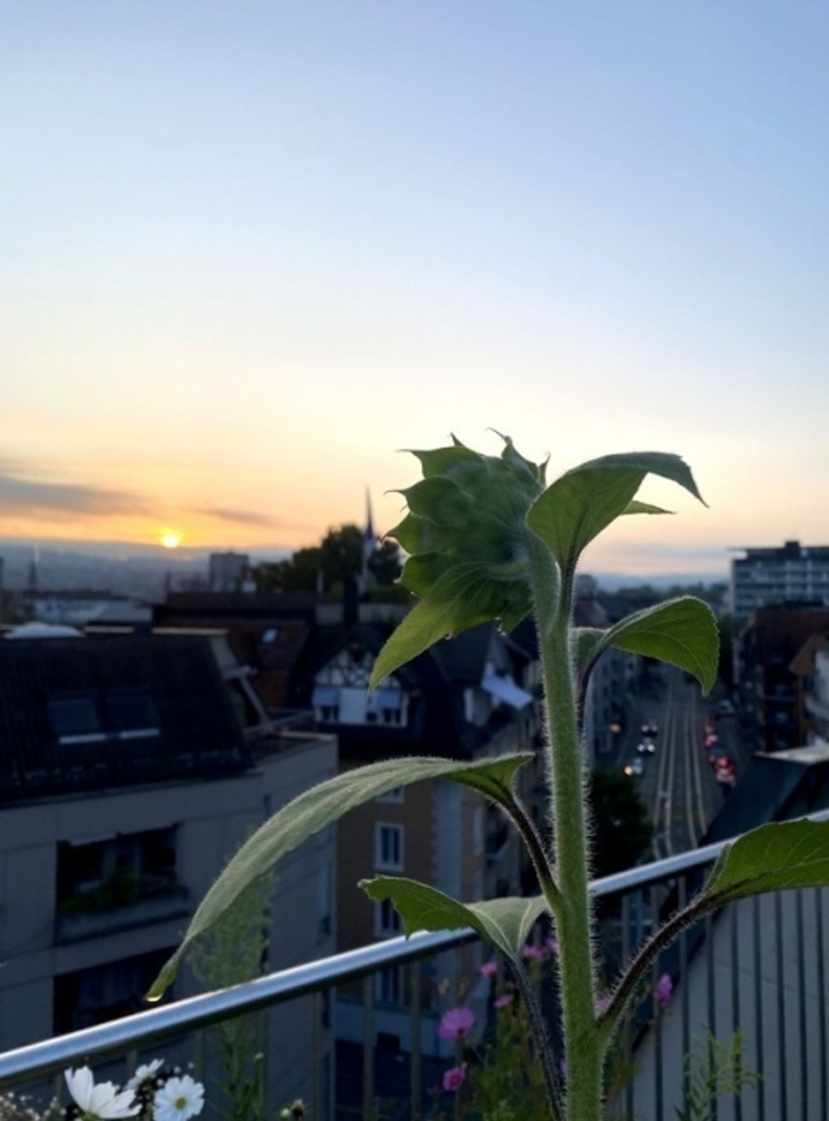 1½ ZIMMER-DACHWOHNUNG IN ZÜRICH - KREIS 3 SIHLFELD, MÖBLIERT, TEMPORÄR - 4