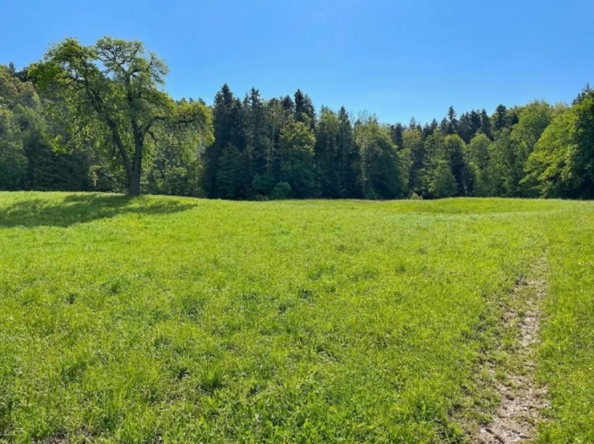 Grundstück 2834 m² mit 9-Zimmer-Neubauprojekt in Wittenbach kaufen - 4