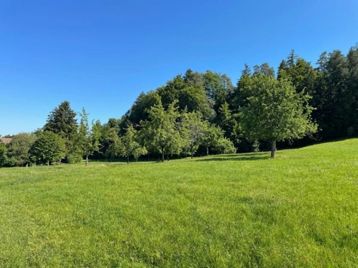 Grundstück 2834 m² mit 9-Zimmer-Neubauprojekt in Wittenbach kaufen - 5